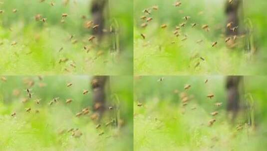 春天的田野里养蜂场蜜蜂飞舞唯美特写慢镜头高清在线视频素材下载