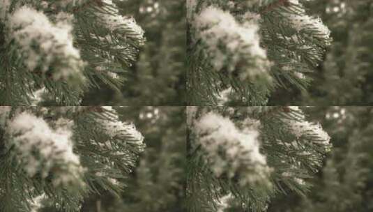 拍摄雪花雪中的塔松及特写高清在线视频素材下载