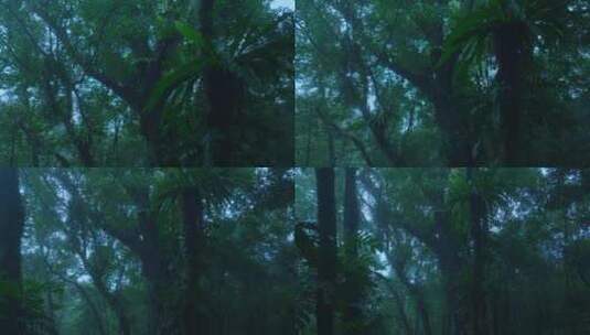 森林下雨唯美镜头高清在线视频素材下载