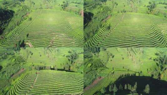 航拍四川峨眉山下绿茶园自然风景高清在线视频素材下载