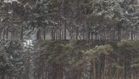 松树飘雪雪景高清在线视频素材下载