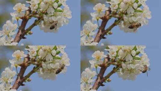 春暖花开蜜蜂采蜜特写高清在线视频素材下载