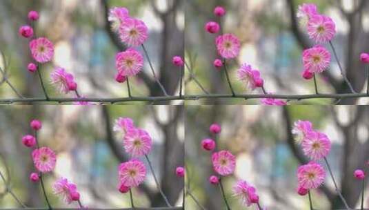春季红色梅花景观高清在线视频素材下载