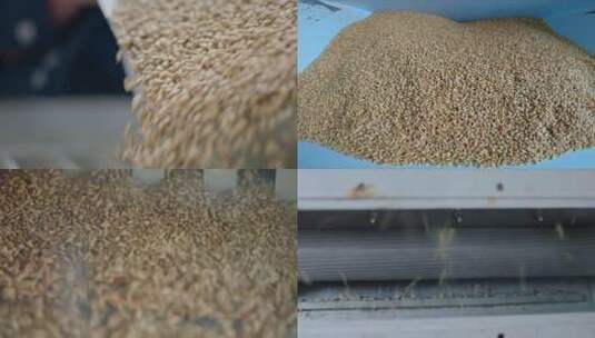 工厂机器磨麦 工厂车间 麦粒加工高清在线视频素材下载