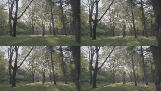 树林逆光 逆光下的森林高清在线视频素材下载