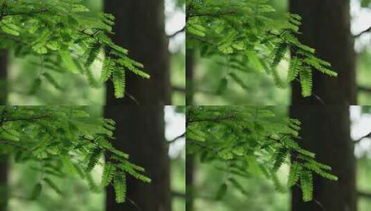 杭州虎跑 晴天绿色水杉树叶被微风轻轻吹动高清在线视频素材下载