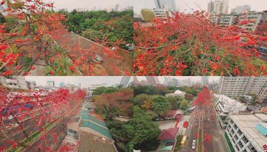 广州烈士陵园春日木棉花公路长廊航拍4K视频高清在线视频素材下载