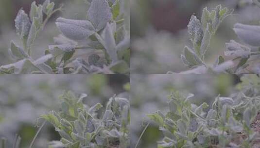 冬天清晨霜冻豌豆颠结冰晶高清在线视频素材下载