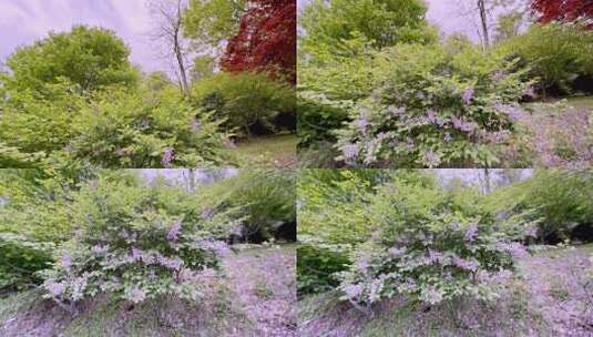 花园里的紫丁香高清在线视频素材下载