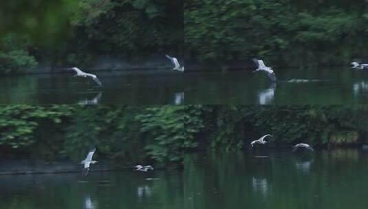 灰鹭在水面飞翔高清在线视频素材下载