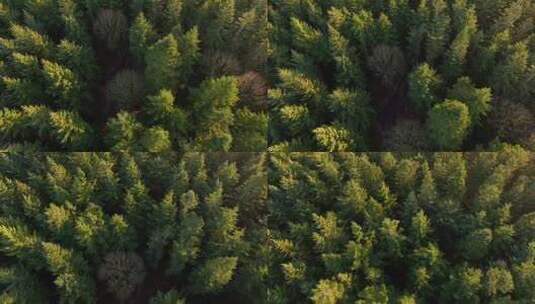 大气航拍原始森林俯瞰图高清在线视频素材下载