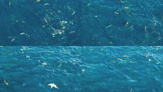 一群海豚在海中游泳嬉戏高清在线视频素材下载