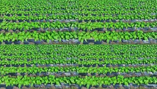 蔬菜基地青菜油麦菜高清在线视频素材下载