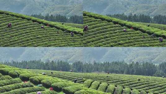 茶农在茶厂茶园采茶高清在线视频素材下载