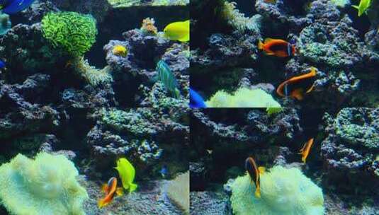 海洋馆水族馆海底世界小丑鱼高清在线视频素材下载