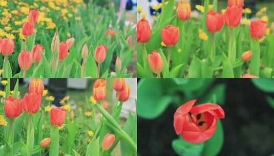 红色郁金香花朵洋荷花草麝香郁香荷兰花高清在线视频素材下载