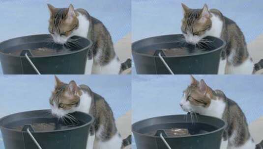 猫在莲水桶里喝水高清在线视频素材下载