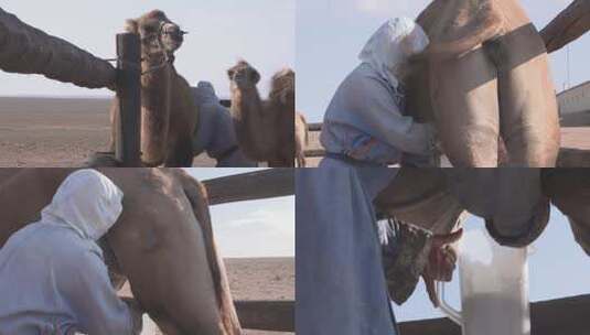 Y1内蒙古乌兰察布四子王旗骆驼挤奶过程高清在线视频素材下载