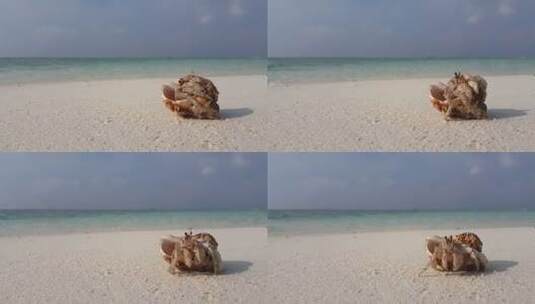 沙滩上寄居蟹爬出海螺壳高清在线视频素材下载