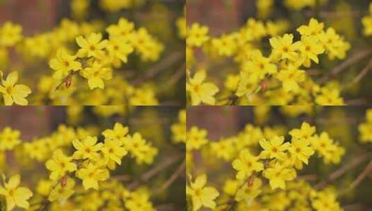 迎春花被风吹动黄色小花高清在线视频素材下载