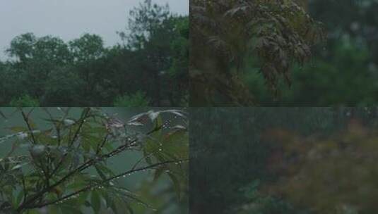 Z 4K 下雨天 树叶 雨滴高清在线视频素材下载