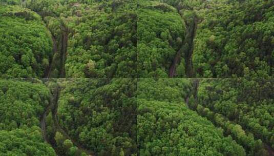 森林 森林植被 原始森林高清在线视频素材下载