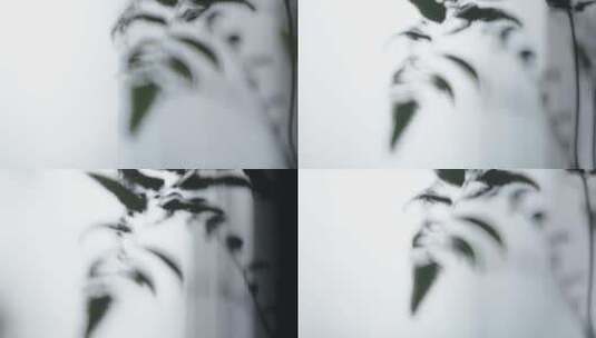 植物阳台蕨类窗帘意识流氛围高清在线视频素材下载