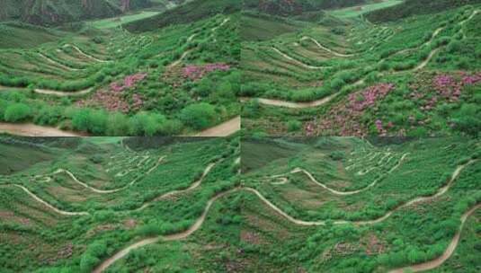 青海海东市乐都高山越野盘山公路杜鹃花航拍高清在线视频素材下载