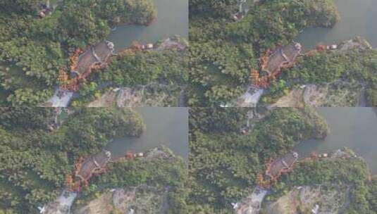 深圳仙湖植物园水杉秋色航拍高清在线视频素材下载