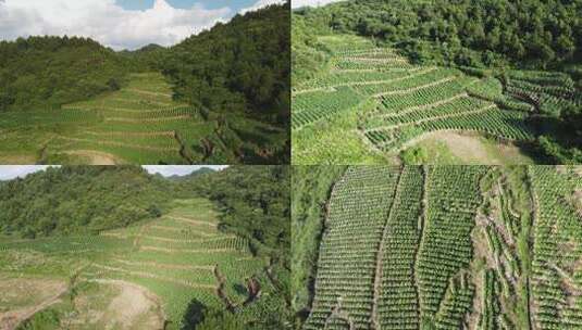 烤烟 烟草 山区烟叶高清在线视频素材下载