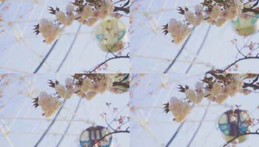 春游游乐园小清新摩天轮旁的樱花高清在线视频素材下载