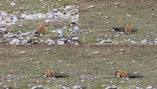 4K高清实拍高原野生动物土拨鼠高清在线视频素材下载