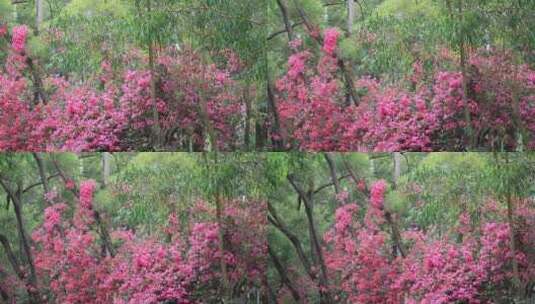 开满鲜花的公路，深圳香山中街车流高清在线视频素材下载