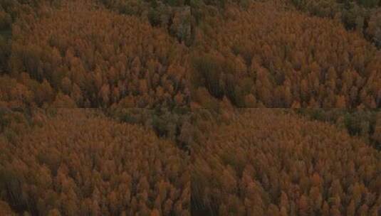 航拍秋天黄色森林高清在线视频素材下载