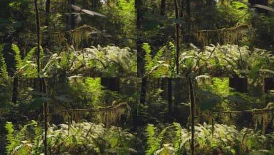 树林丛林野草高清在线视频素材下载