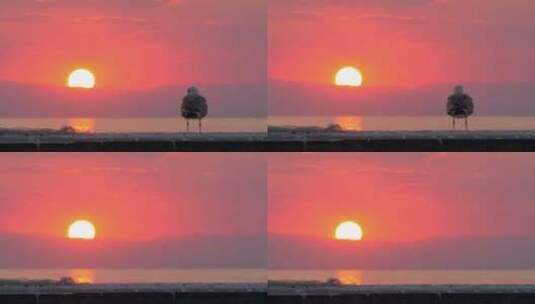 慢动作拍摄孤独的海鸥日落时飞走高清在线视频素材下载