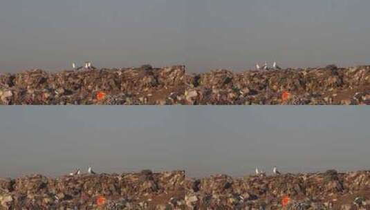 三只灰头鸥在垃圾场高清在线视频素材下载