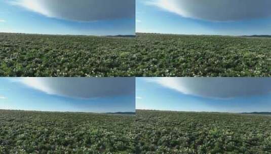 航拍种植中草药芍药花的农田高清在线视频素材下载