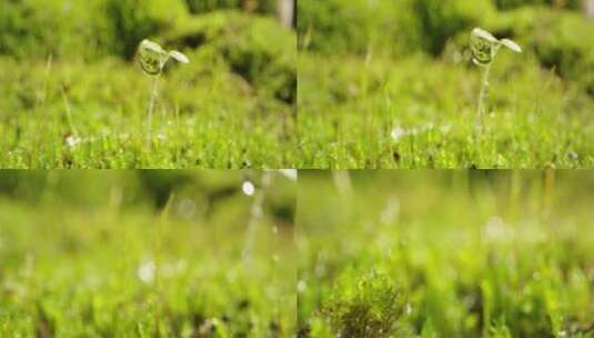 夏日 草地 阳光 苔藓高清在线视频素材下载