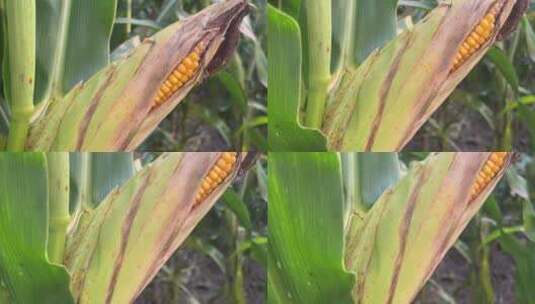 玉米地成熟的玉米特写农业高清在线视频素材下载
