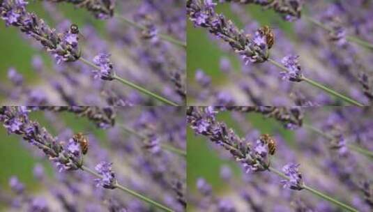 蜜蜂在薰衣草上采蜜高清在线视频素材下载