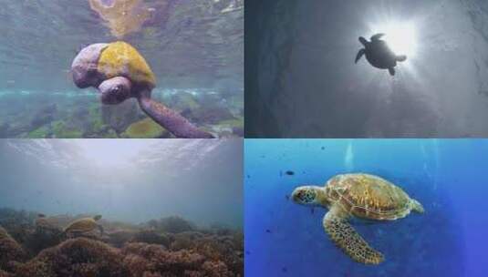 【合集】海龟 海底 龟 海洋生物高清在线视频素材下载