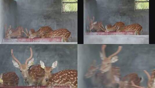 郴州东湖动物园美丽的梅花鹿高清在线视频素材下载