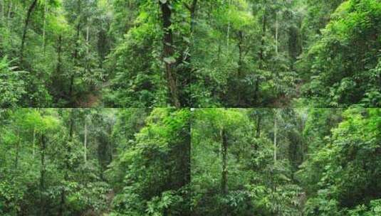 航拍西双版纳雨林风景茂密丛林高清在线视频素材下载