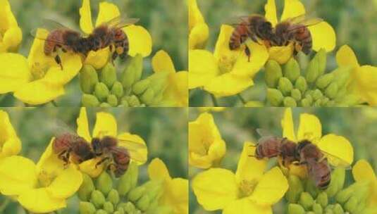 两只蜜蜂在油菜花上采蜜特写镜头高清在线视频素材下载