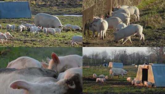 猪群小猪仔肉猪吃草养猪场视频素材高清在线视频素材下载