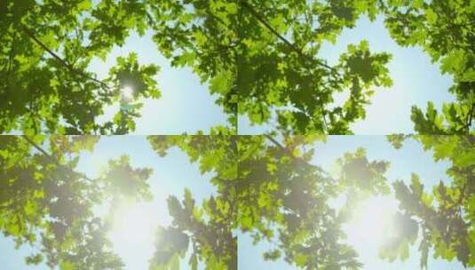 阳光透过橡树树叶高清在线视频素材下载