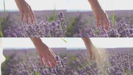 年轻少女用手抚摸薰衣草温馨场景高清在线视频素材下载