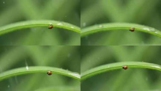 瓢虫 绿叶 雨珠 3高清在线视频素材下载
