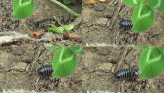 特写千足虫幼虫高清在线视频素材下载